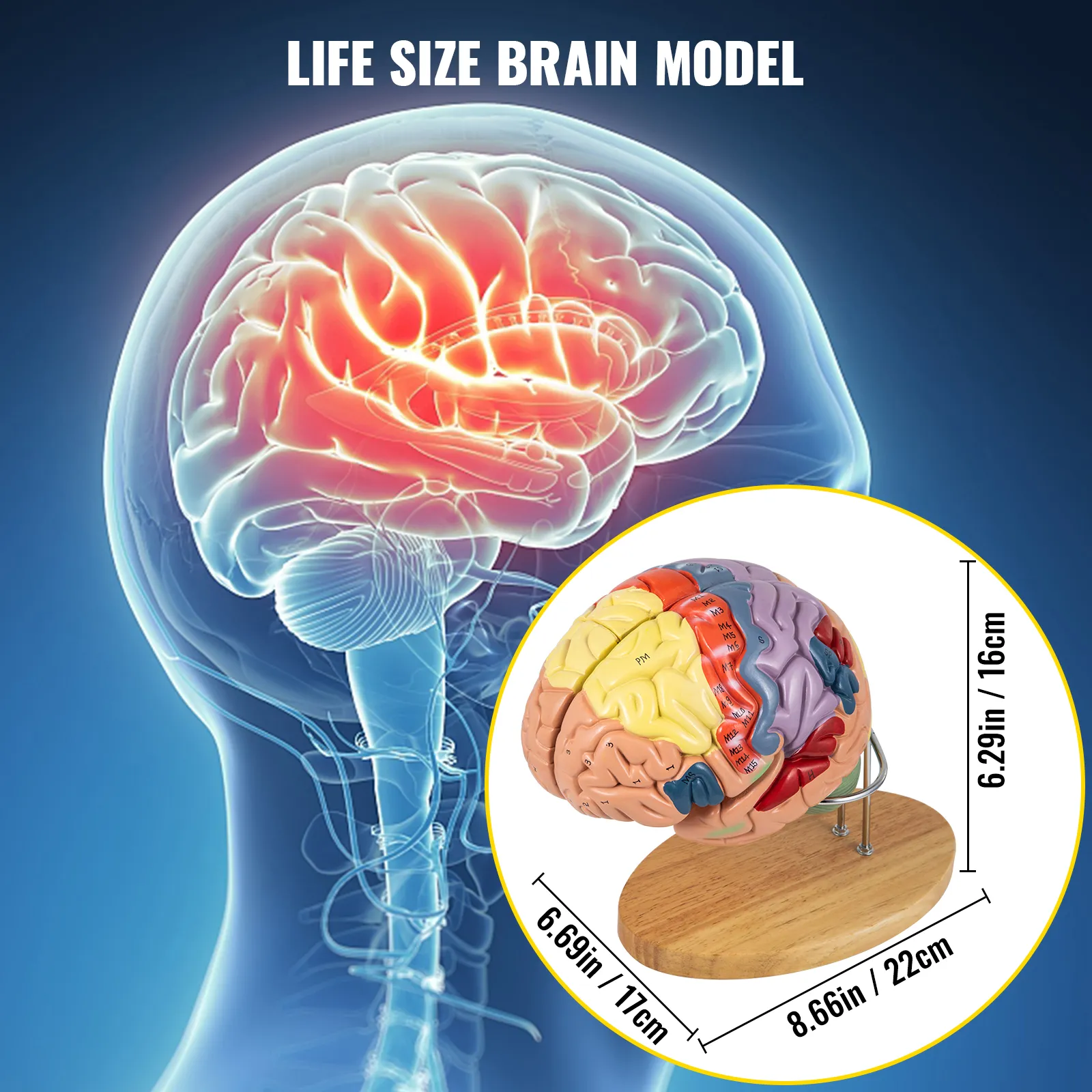 VEVOR human brain model with detailed labeled sections on a wooden base.