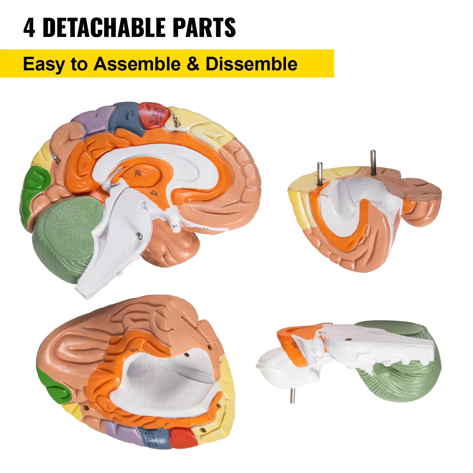 VEVOR human brain model with 4 detachable parts, easy to assemble and disassemble.