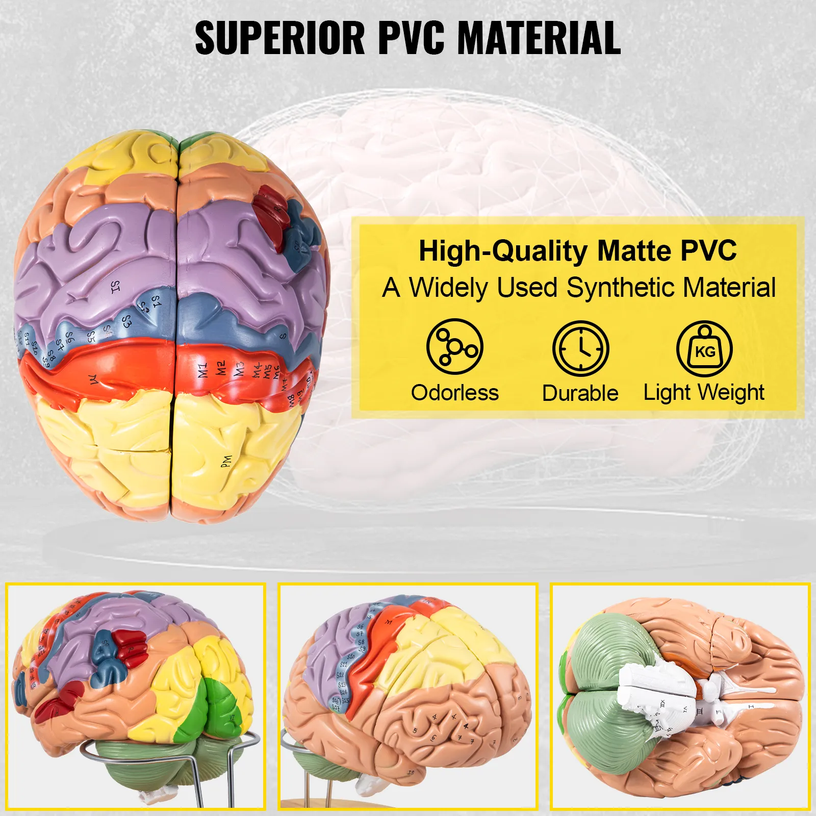 VEVOR human brain model made of superior pvc material, highlighting durability and detail.