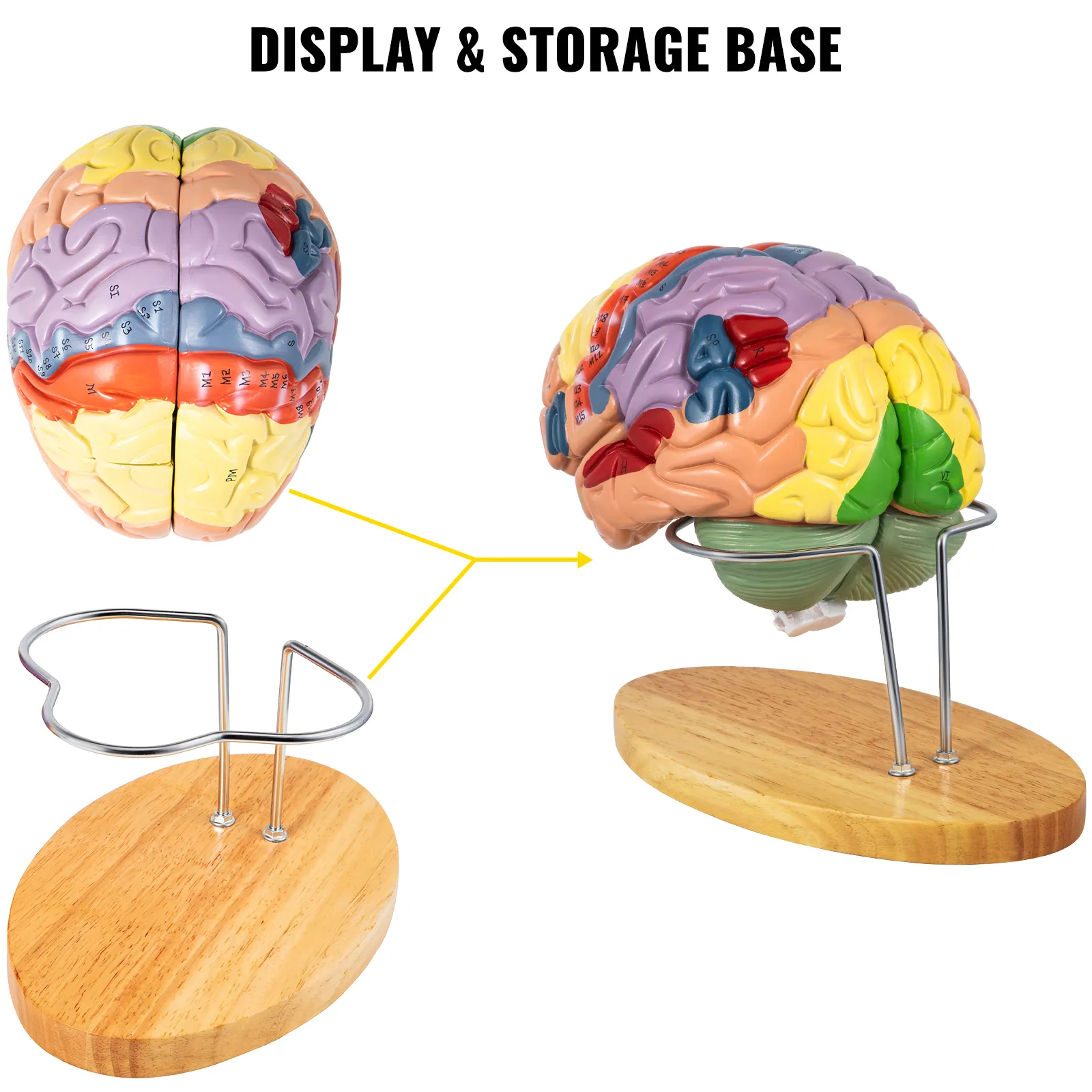 VEVOR human brain model with numbered sections on wooden display and storage base.
