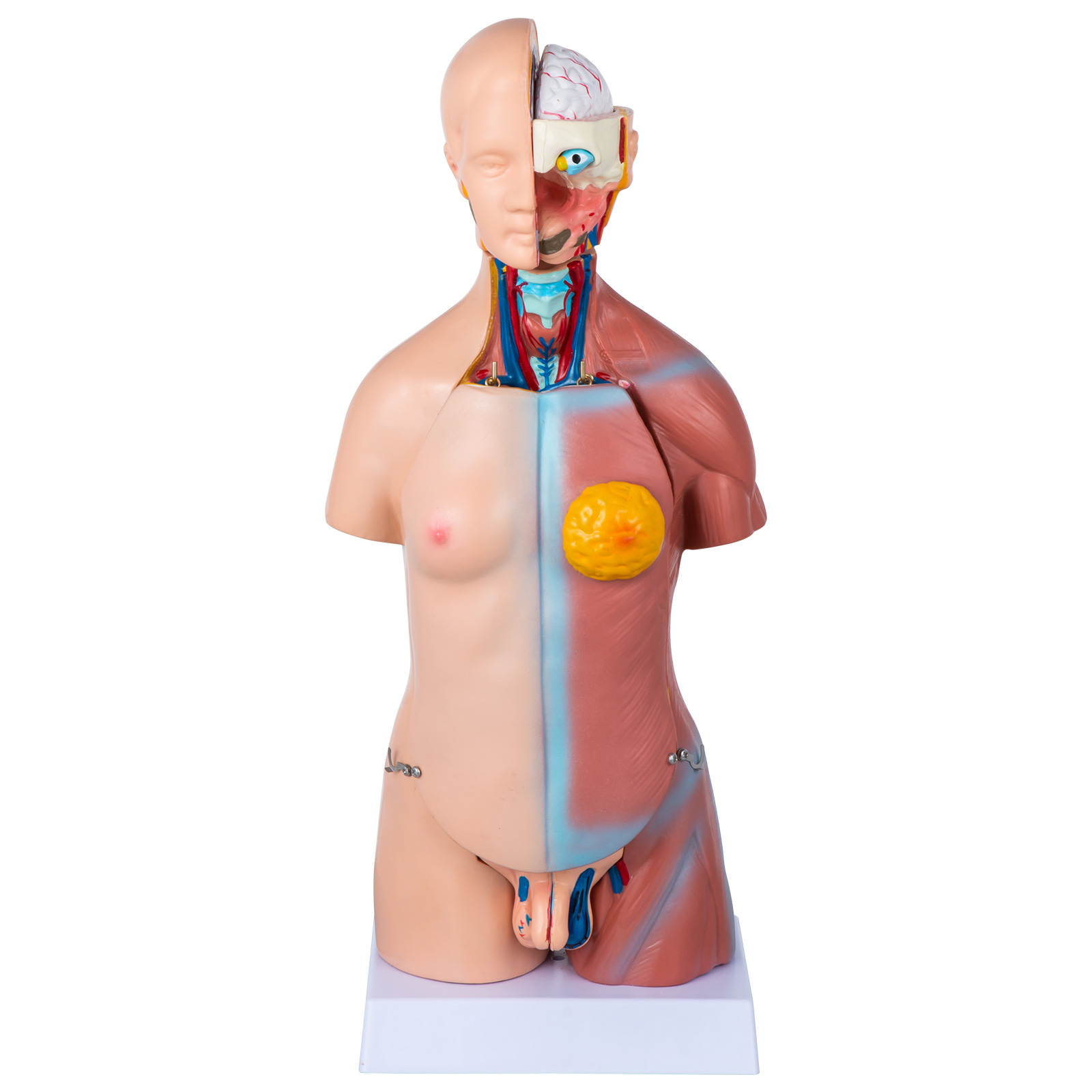 Anatomie-Modell Menschlicher Torso – 12-teilig, Mit Gehirn, Organen & Detailzeichnungen