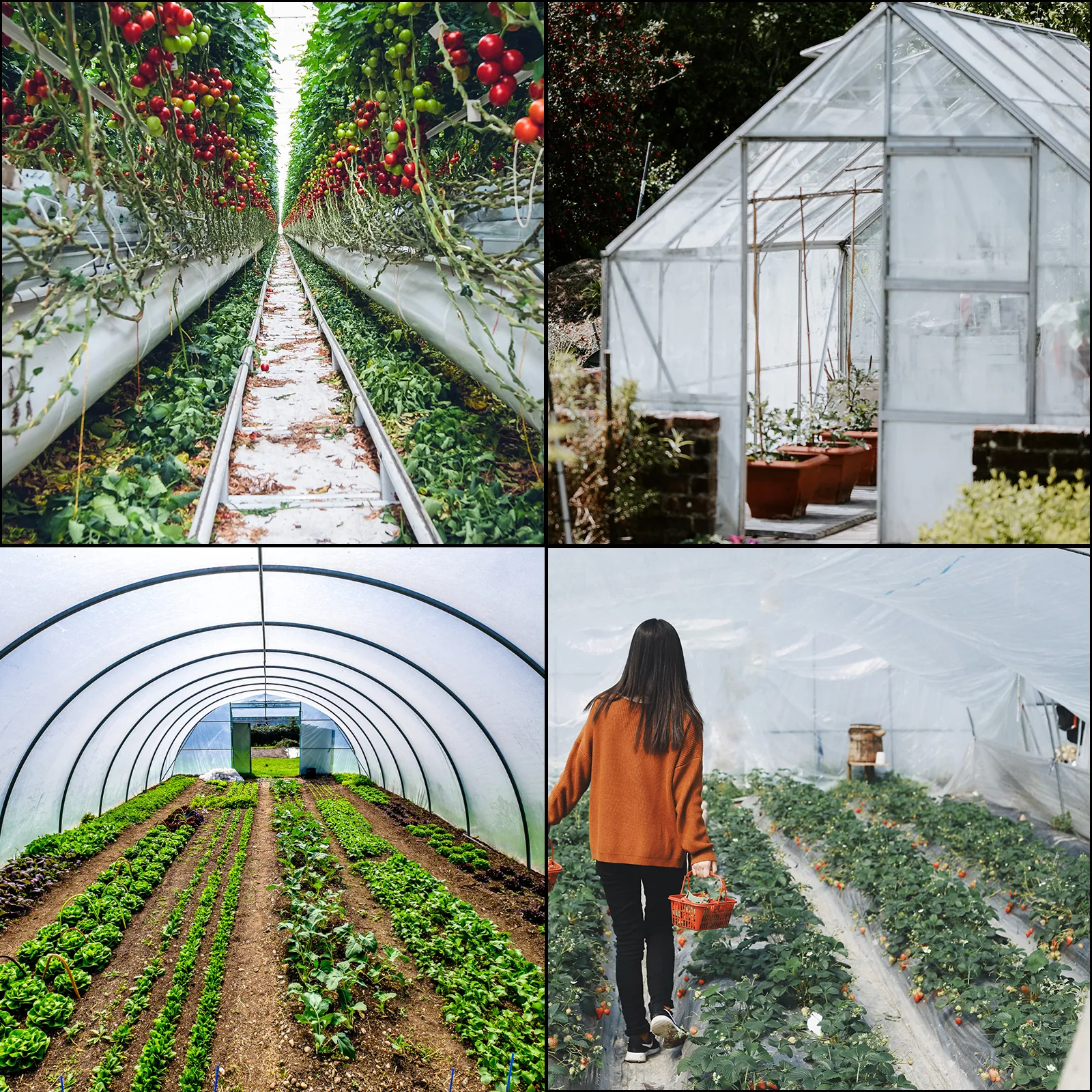various greenhouse setups using VEVOR greenhouse film for plant cultivation.