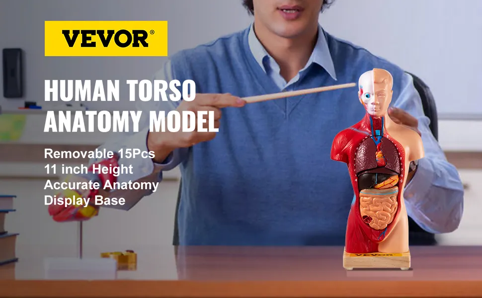 Modelo de anatomía humana VEVOR que muestra un modelo detallado de torso humano de 11 pulgadas con 15 piezas extraíbles.