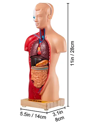 Modelo de anatomía humana VEVOR, 11 pulgadas/28 cm de alto, que muestra órganos internos sobre una base de madera.