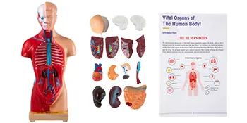 Modelo de anatomía humana VEVOR con órganos desmontables, partes del cerebro y un diagrama etiquetado de los órganos del cuerpo humano.