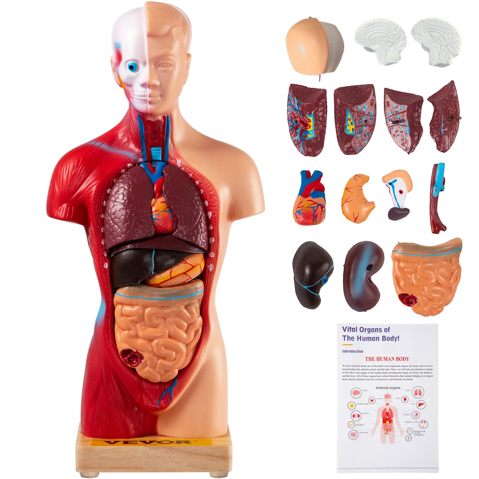 Modelo de anatomía humana VEVOR con órganos extraíbles que muestra estructuras internas y partes del cuerpo detalladas.