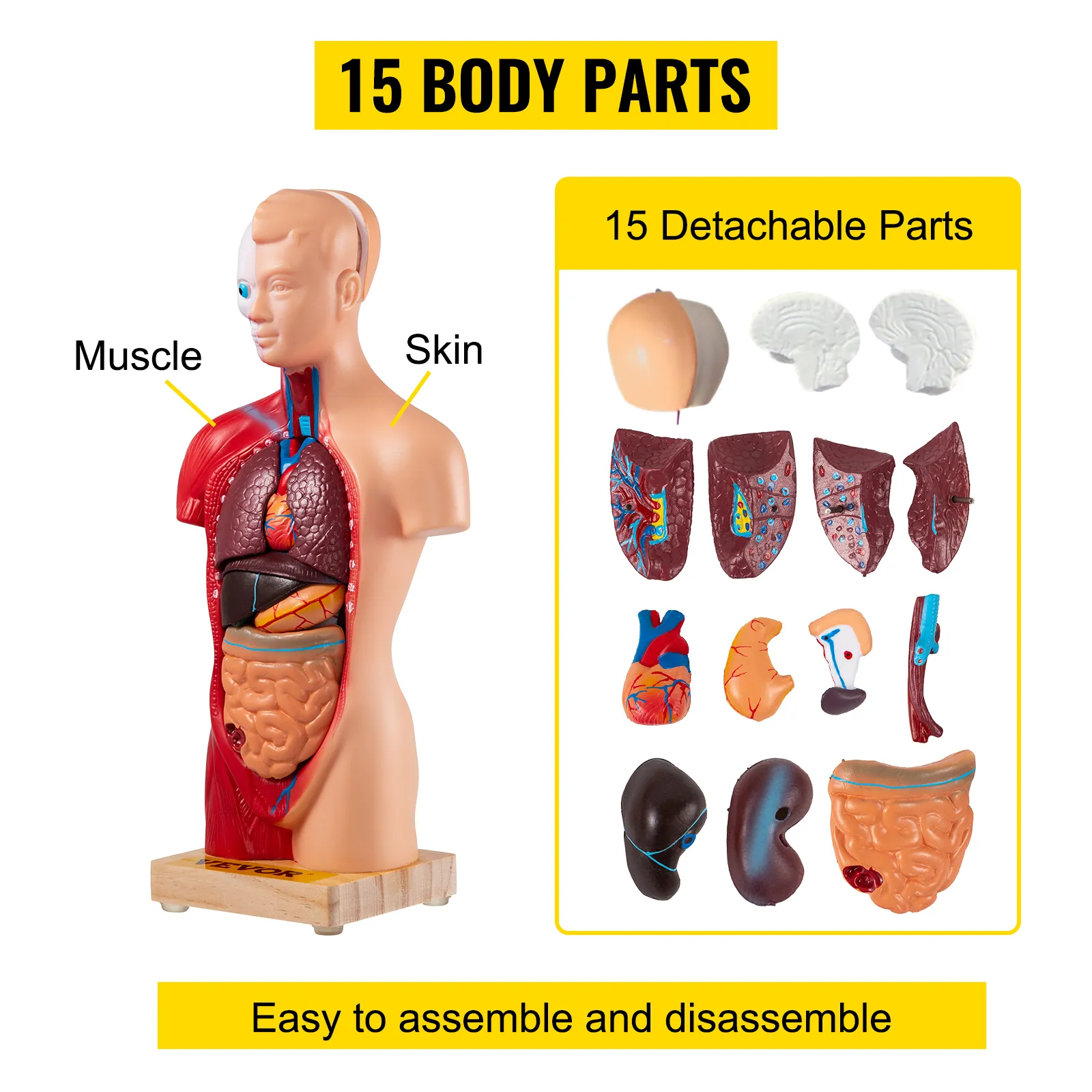 Modelo de anatomía humana VEVOR con 15 partes del cuerpo desmontables que muestran músculos y órganos, fácil de montar.