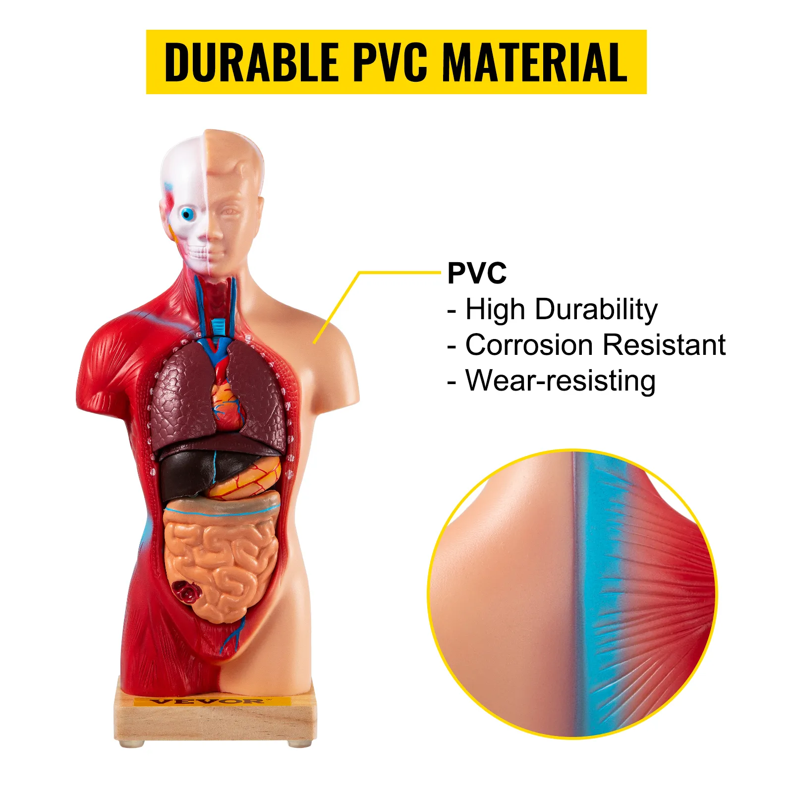 Modelo de anatomía humana VEVOR que muestra órganos internos, fabricado con material de PVC duradero y resistente a la corrosión.