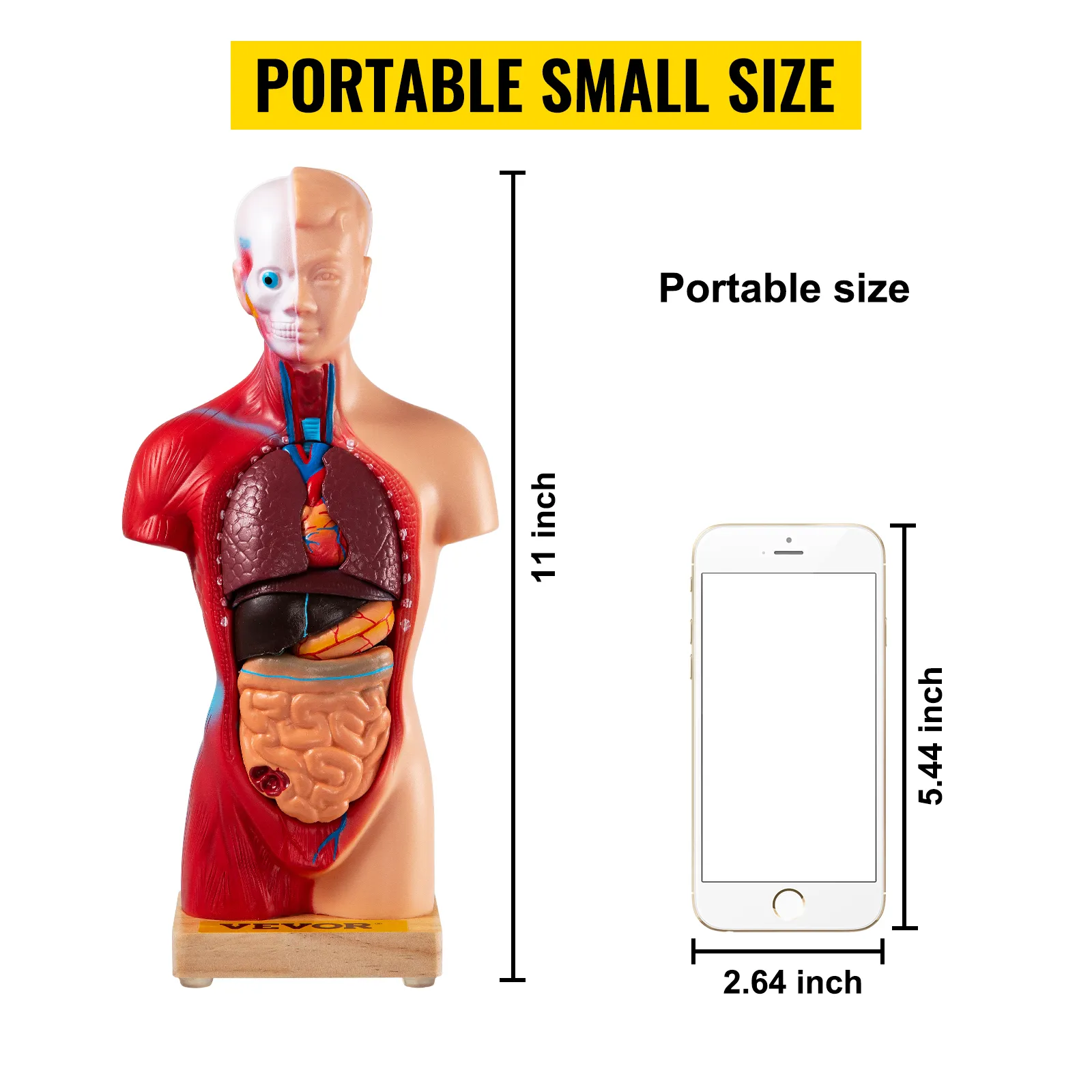 Modelo de anatomía humana VEVOR junto a un teléfono inteligente para comparar tamaños, resaltando su pequeño tamaño portátil.