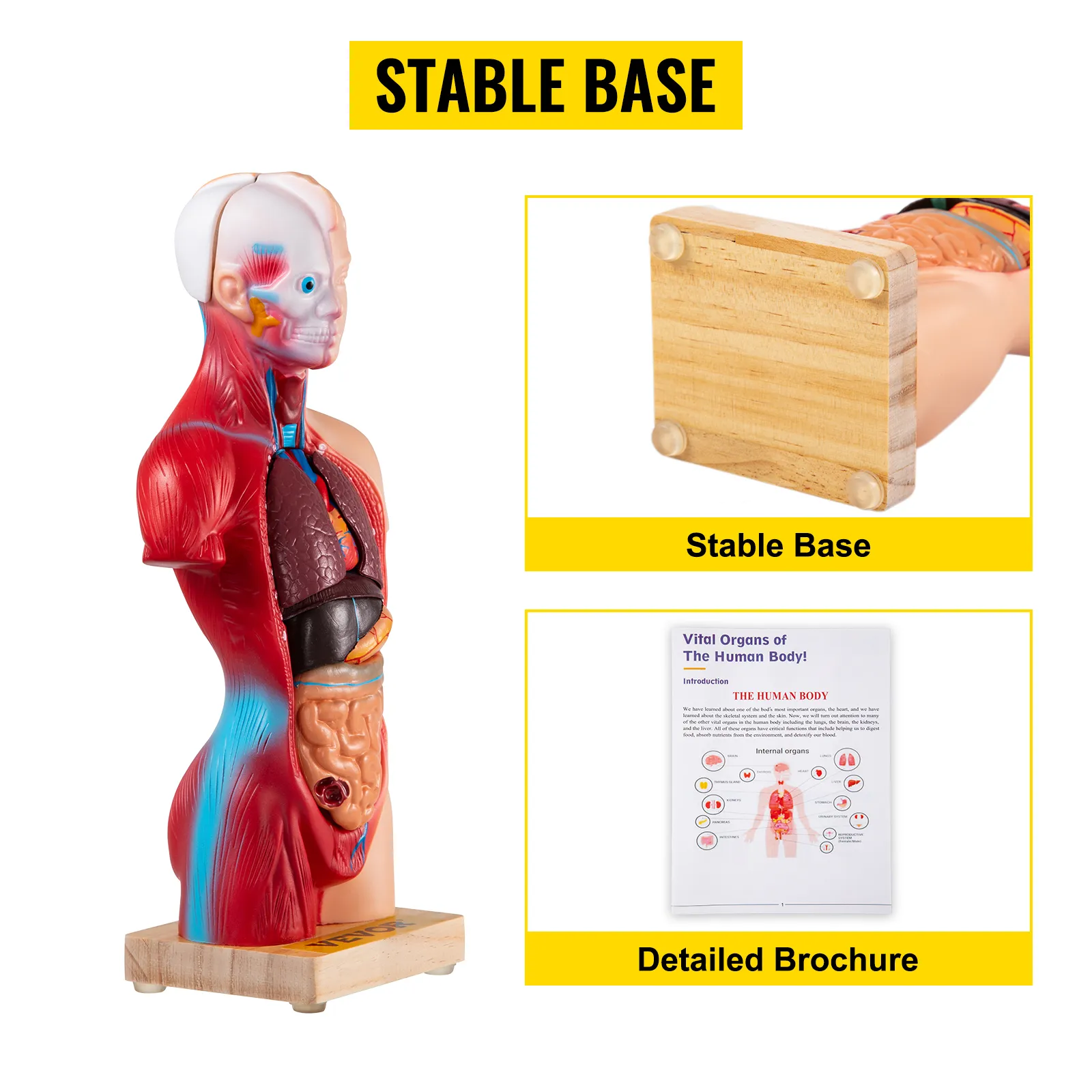Modelo de anatomía humana VEVOR con base estable y folleto detallado.