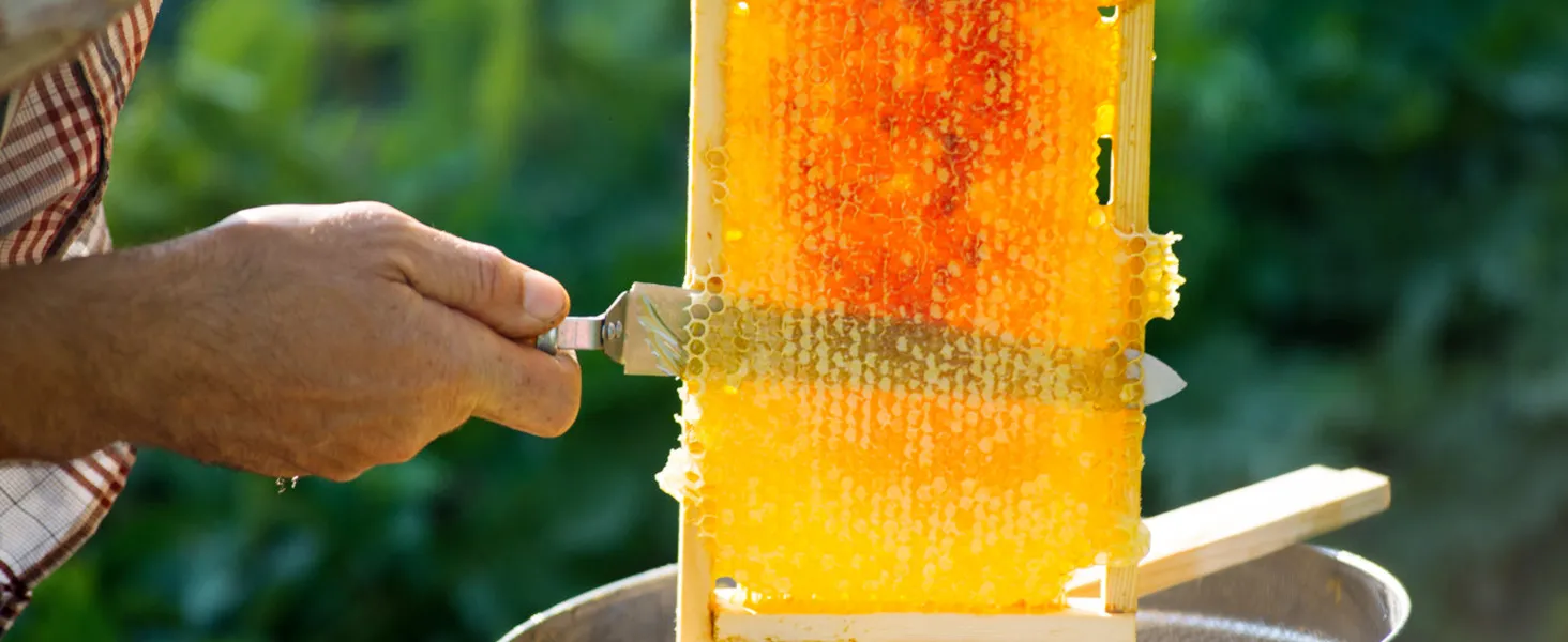 beekeeper uncapping honeycomb with knife, preparing to use VEVOR honey extractor in garden.