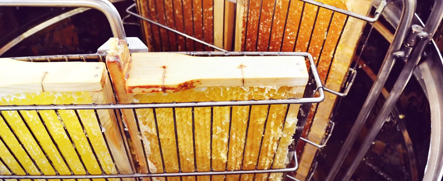 honeycomb frames inside a VEVOR honey extractor, showcasing fresh golden honey.