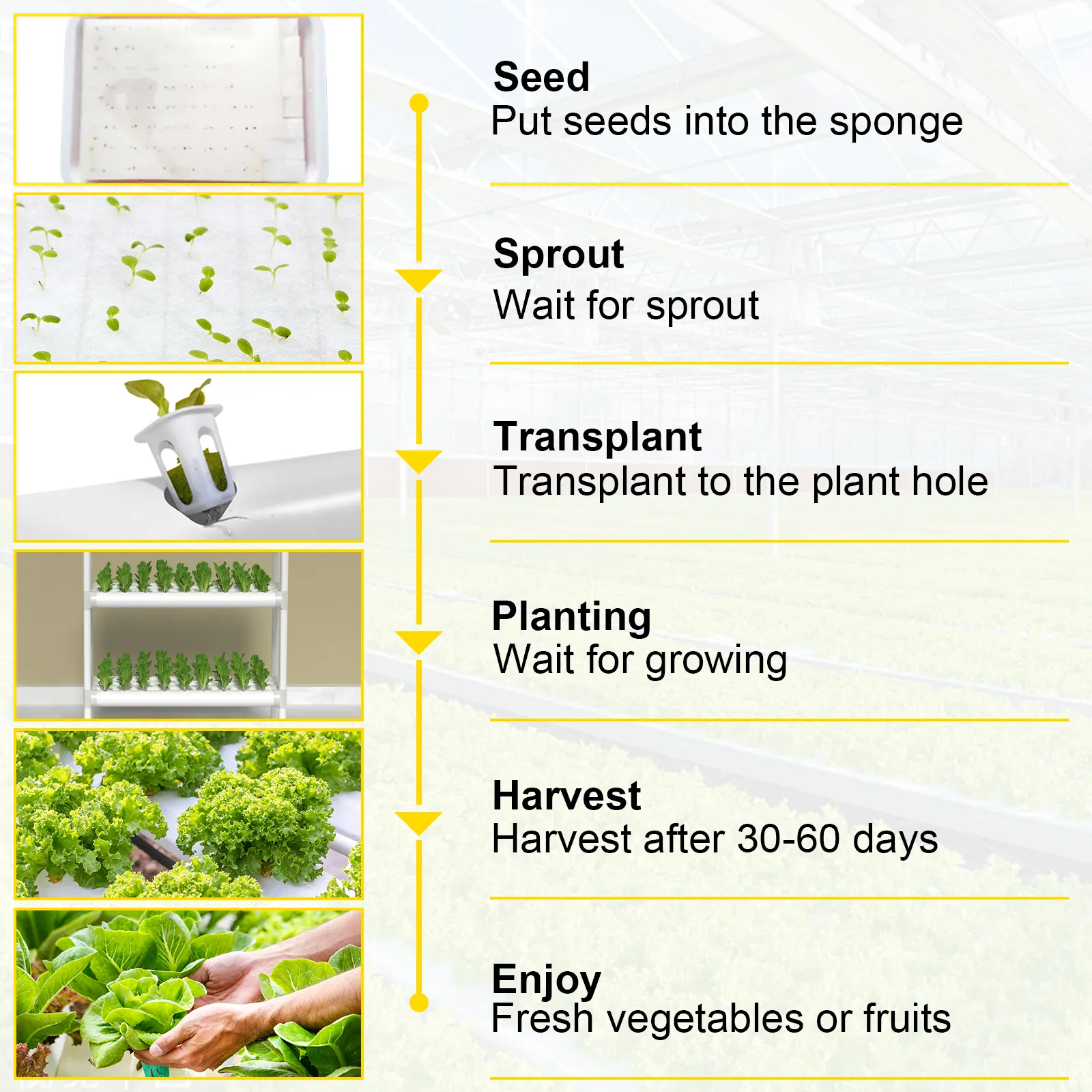 Sistema de cultivo hidropónico VEVOR, que muestra las etapas: semilla, brote, trasplante, plantación, cosecha, disfrute.