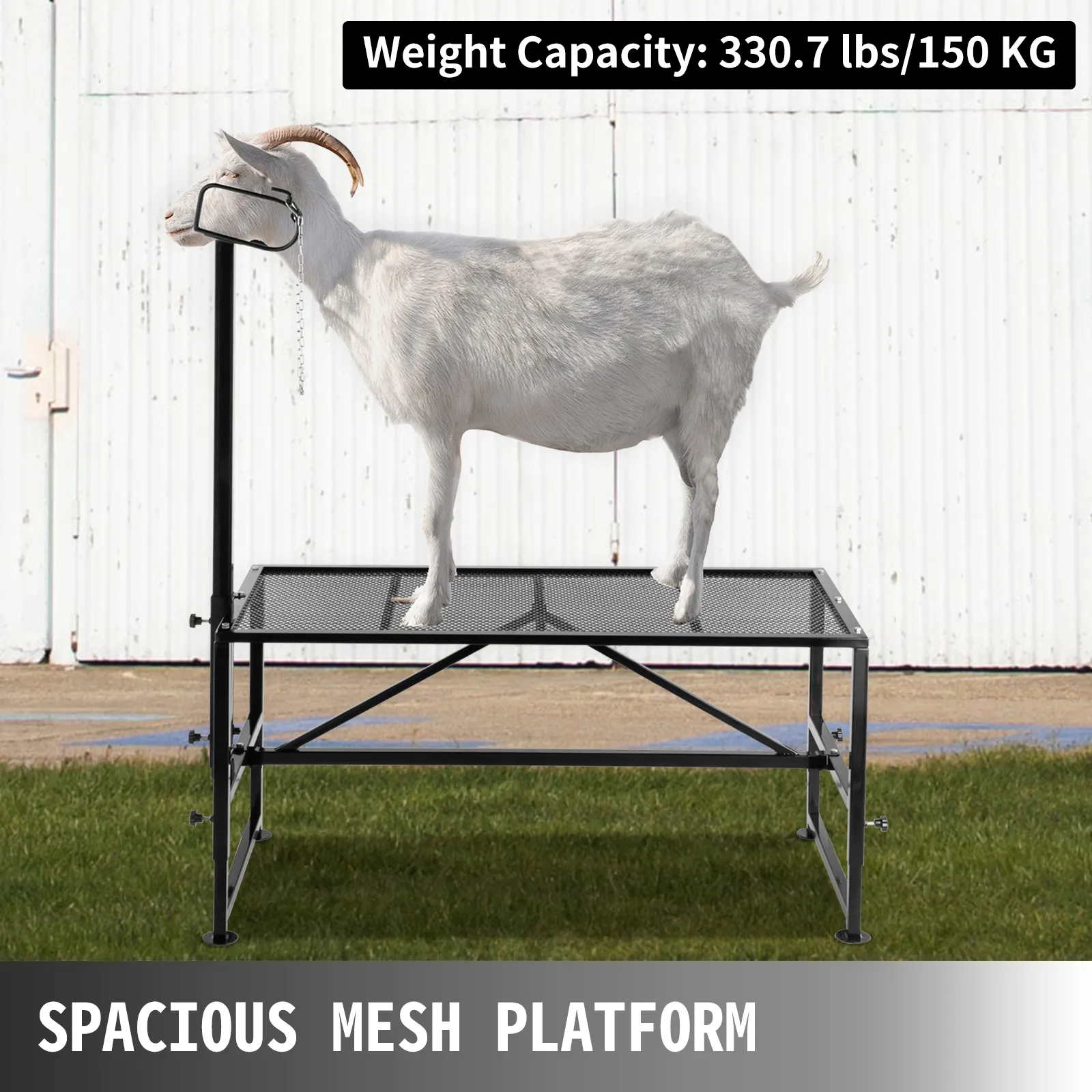 goat on VEVOR livestock trimming stand with 330.7 lbs capacity on mesh platform.